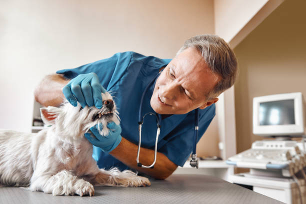 Best Emergency Root Canal Treatment in Avon Lake, OH